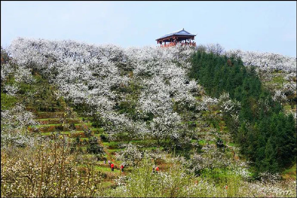 【春天，广西桂林灌阳县向您发出邀请！】我们在灌阳看梨花 - 游山玩水 - 自贡生活社区 - 自贡28生活网 zg.28life.net