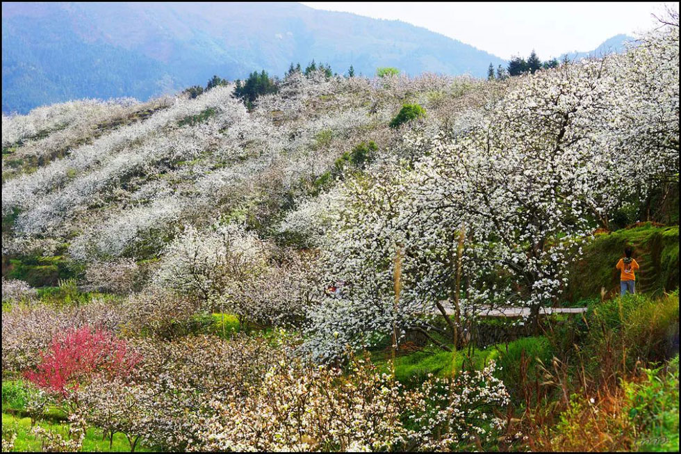 【春天，广西桂林灌阳县向您发出邀请！】我们在灌阳看梨花 - 游山玩水 - 自贡生活社区 - 自贡28生活网 zg.28life.net