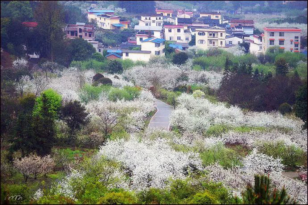 【春天，广西桂林灌阳县向您发出邀请！】我们在灌阳看梨花 - 游山玩水 - 自贡生活社区 - 自贡28生活网 zg.28life.net