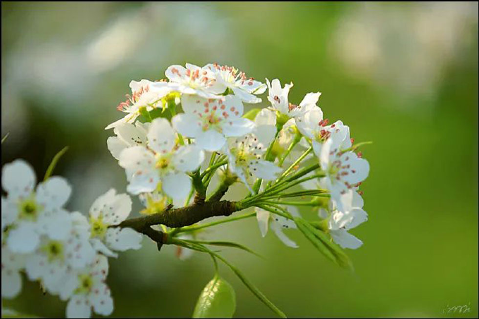 【春天，广西桂林灌阳县向您发出邀请！】我们在灌阳看梨花 - 游山玩水 - 自贡生活社区 - 自贡28生活网 zg.28life.net