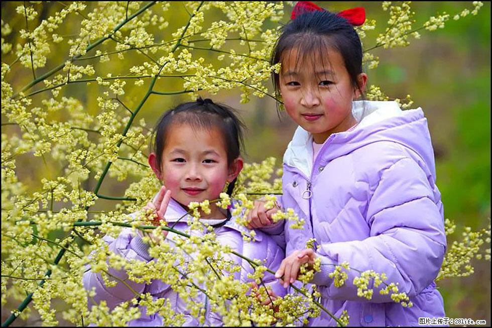 【春天，广西桂林灌阳县向您发出邀请！】米珠山前有片山苍子花在飘香 - 游山玩水 - 自贡生活社区 - 自贡28生活网 zg.28life.net