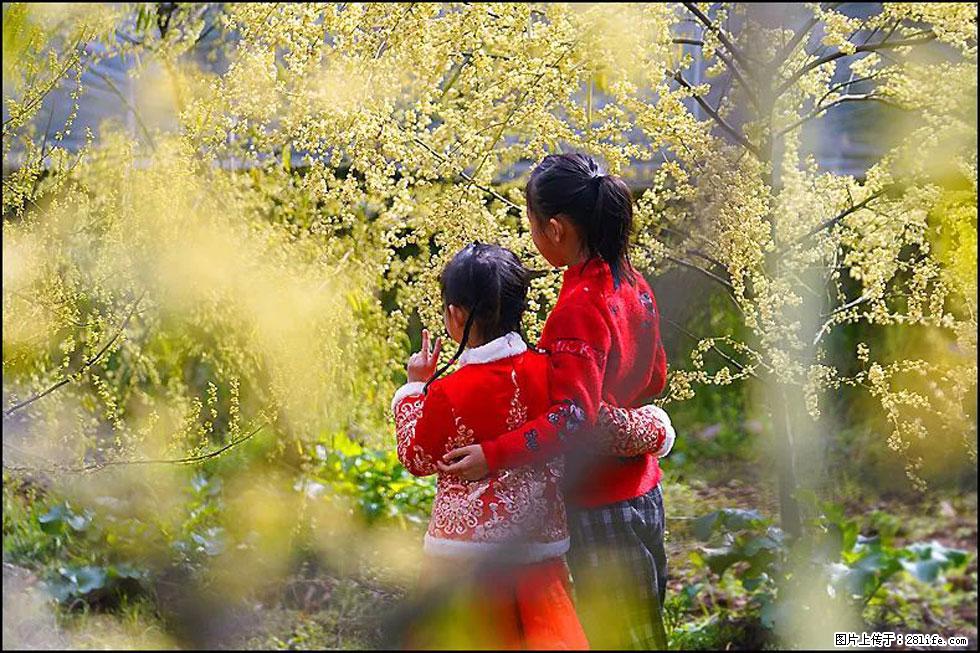 【春天，广西桂林灌阳县向您发出邀请！】米珠山前有片山苍子花在飘香 - 游山玩水 - 自贡生活社区 - 自贡28生活网 zg.28life.net