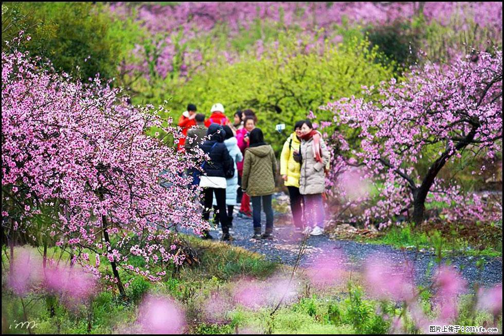 【春天，广西桂林灌阳县向您发出邀请！】官庄村有个醉美的桃花园 - 游山玩水 - 自贡生活社区 - 自贡28生活网 zg.28life.net