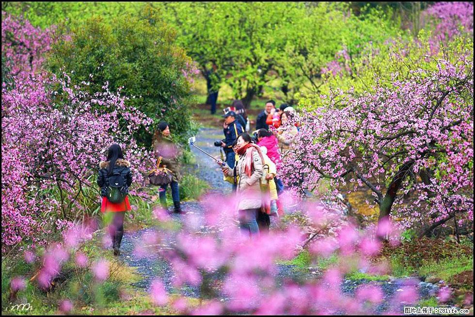 【春天，广西桂林灌阳县向您发出邀请！】官庄村有个醉美的桃花园 - 游山玩水 - 自贡生活社区 - 自贡28生活网 zg.28life.net