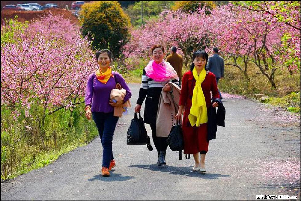 【春天，广西桂林灌阳县向您发出邀请！】官庄村有个醉美的桃花园 - 游山玩水 - 自贡生活社区 - 自贡28生活网 zg.28life.net