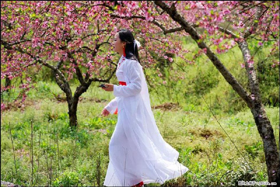 【春天，广西桂林灌阳县向您发出邀请！】官庄村有个醉美的桃花园 - 游山玩水 - 自贡生活社区 - 自贡28生活网 zg.28life.net
