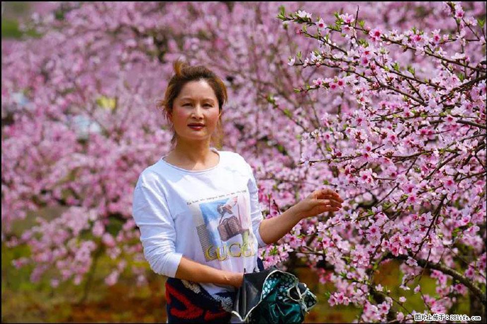 【春天，广西桂林灌阳县向您发出邀请！】官庄村有个醉美的桃花园 - 游山玩水 - 自贡生活社区 - 自贡28生活网 zg.28life.net