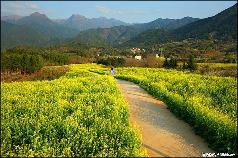 【春天，广西桂林灌阳县向您发出邀请！】长坪村油菜盛情花开 - 游山玩水 - 自贡生活社区 - 自贡28生活网 zg.28life.net