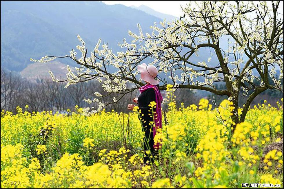 【春天，广西桂林灌阳县向您发出邀请！】长坪村油菜盛情花开 - 游山玩水 - 自贡生活社区 - 自贡28生活网 zg.28life.net