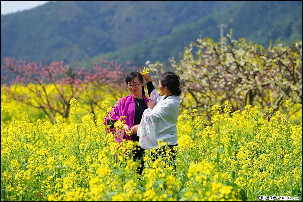 【春天，广西桂林灌阳县向您发出邀请！】长坪村油菜盛情花开 - 游山玩水 - 自贡生活社区 - 自贡28生活网 zg.28life.net