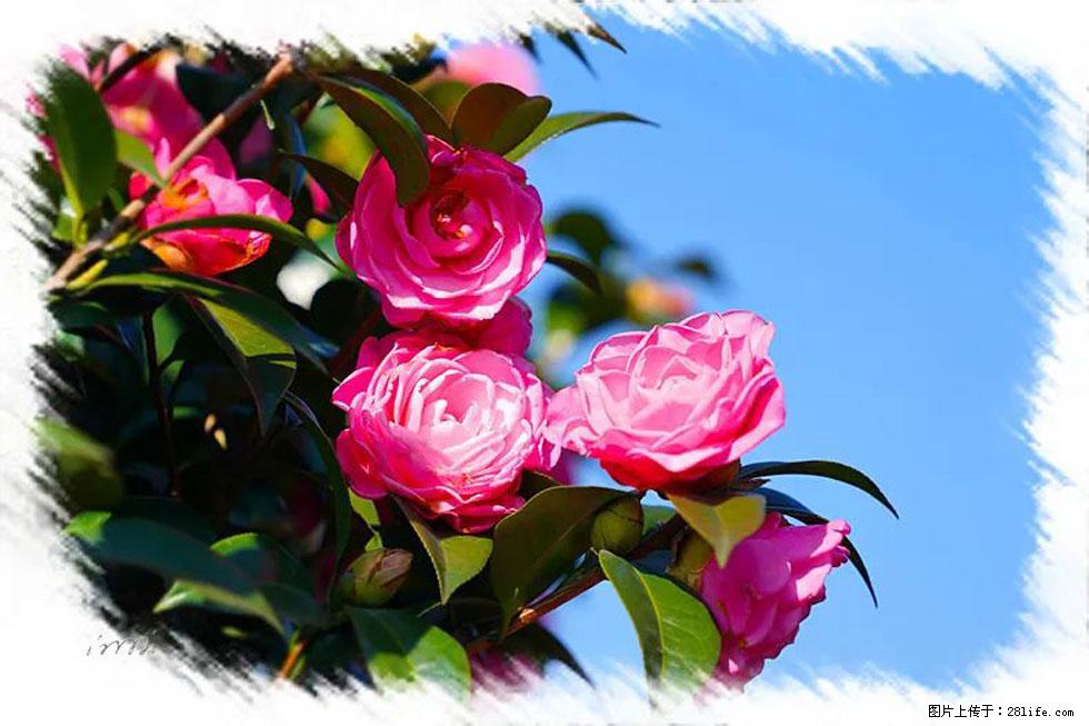 【春天，广西桂林灌阳县向您发出邀请！】杨柳井茶花惹人爱 - 游山玩水 - 自贡生活社区 - 自贡28生活网 zg.28life.net