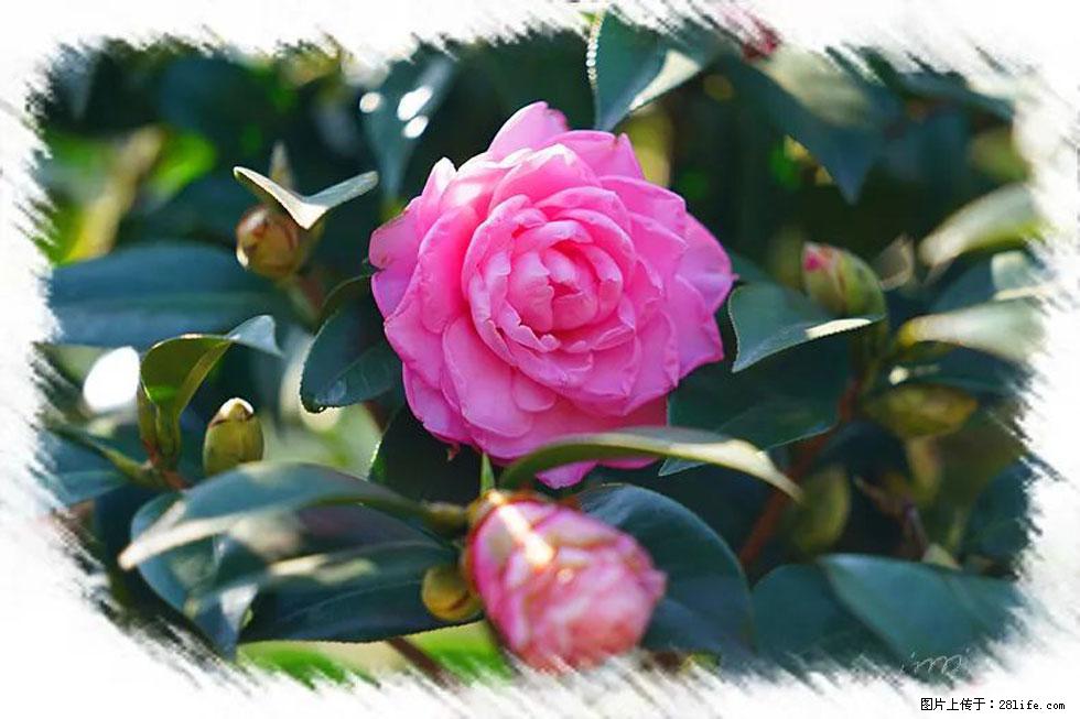 【春天，广西桂林灌阳县向您发出邀请！】杨柳井茶花惹人爱 - 游山玩水 - 自贡生活社区 - 自贡28生活网 zg.28life.net