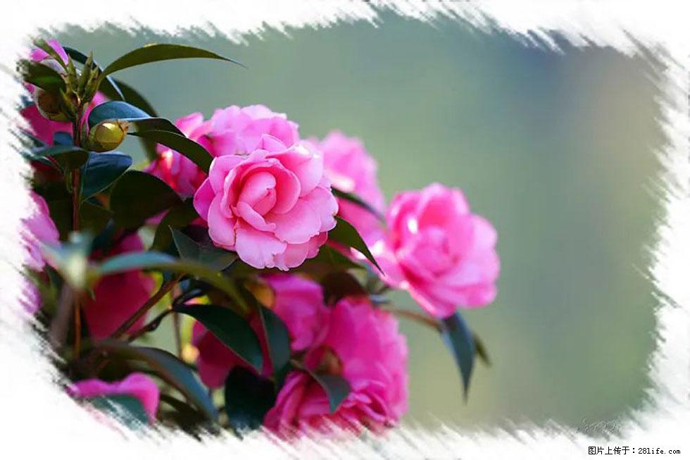 【春天，广西桂林灌阳县向您发出邀请！】杨柳井茶花惹人爱 - 游山玩水 - 自贡生活社区 - 自贡28生活网 zg.28life.net