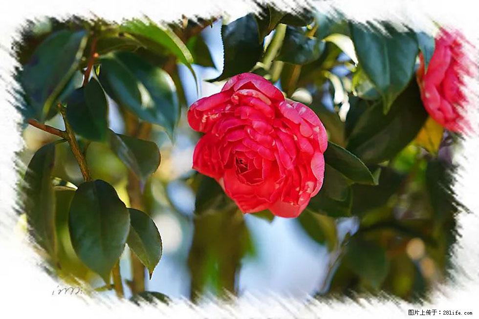 【春天，广西桂林灌阳县向您发出邀请！】杨柳井茶花惹人爱 - 游山玩水 - 自贡生活社区 - 自贡28生活网 zg.28life.net