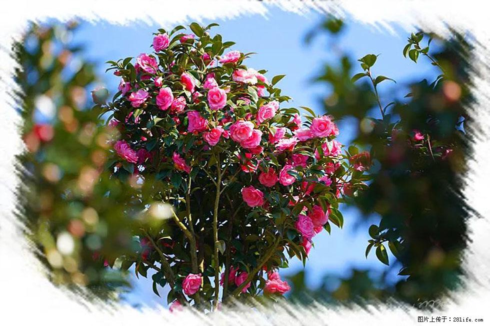 【春天，广西桂林灌阳县向您发出邀请！】杨柳井茶花惹人爱 - 游山玩水 - 自贡生活社区 - 自贡28生活网 zg.28life.net