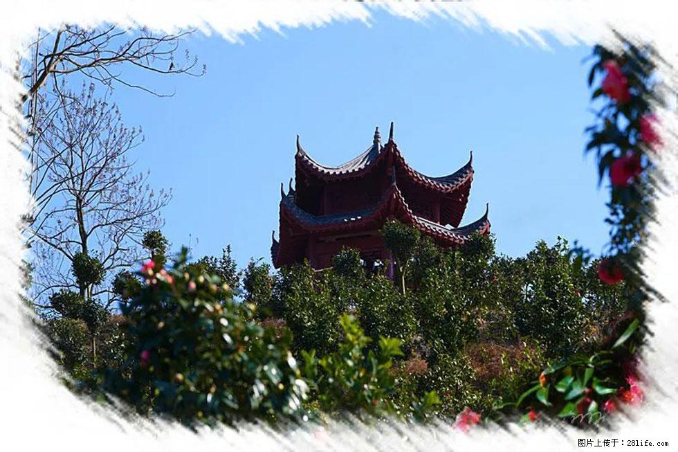 【春天，广西桂林灌阳县向您发出邀请！】杨柳井茶花惹人爱 - 游山玩水 - 自贡生活社区 - 自贡28生活网 zg.28life.net