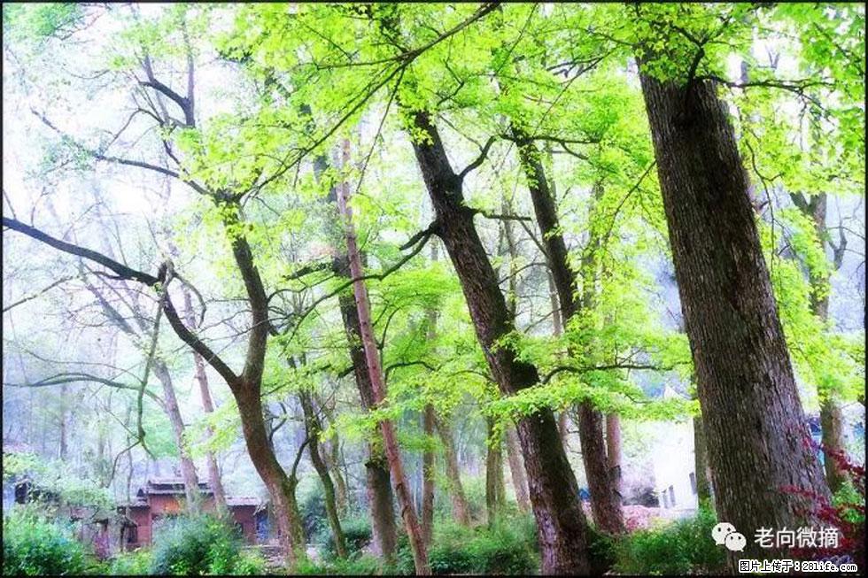 【春天，广西桂林灌阳县向您发出邀请！】在小龙村与春天约会 - 游山玩水 - 自贡生活社区 - 自贡28生活网 zg.28life.net