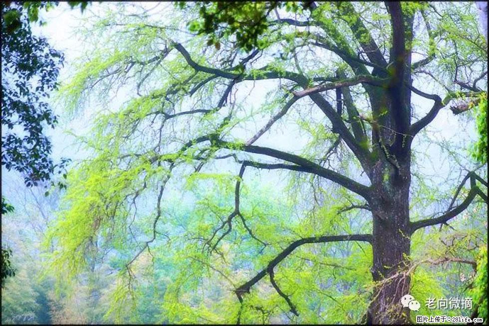 【春天，广西桂林灌阳县向您发出邀请！】在小龙村与春天约会 - 游山玩水 - 自贡生活社区 - 自贡28生活网 zg.28life.net