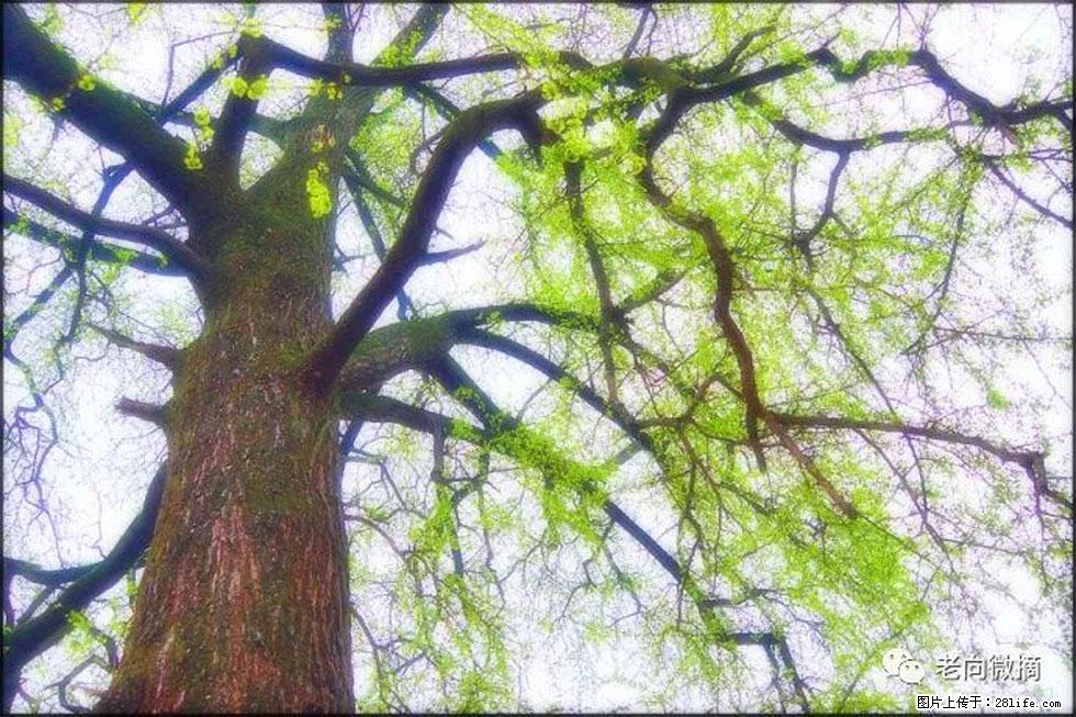 【春天，广西桂林灌阳县向您发出邀请！】在小龙村与春天约会 - 游山玩水 - 自贡生活社区 - 自贡28生活网 zg.28life.net