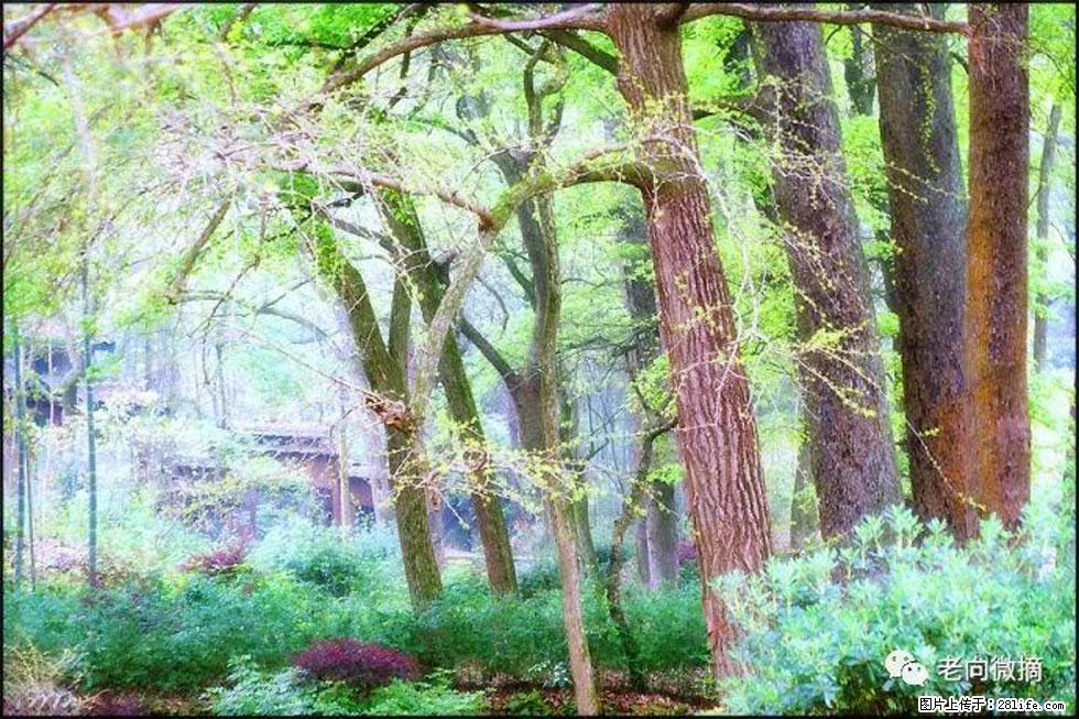 【春天，广西桂林灌阳县向您发出邀请！】在小龙村与春天约会 - 游山玩水 - 自贡生活社区 - 自贡28生活网 zg.28life.net