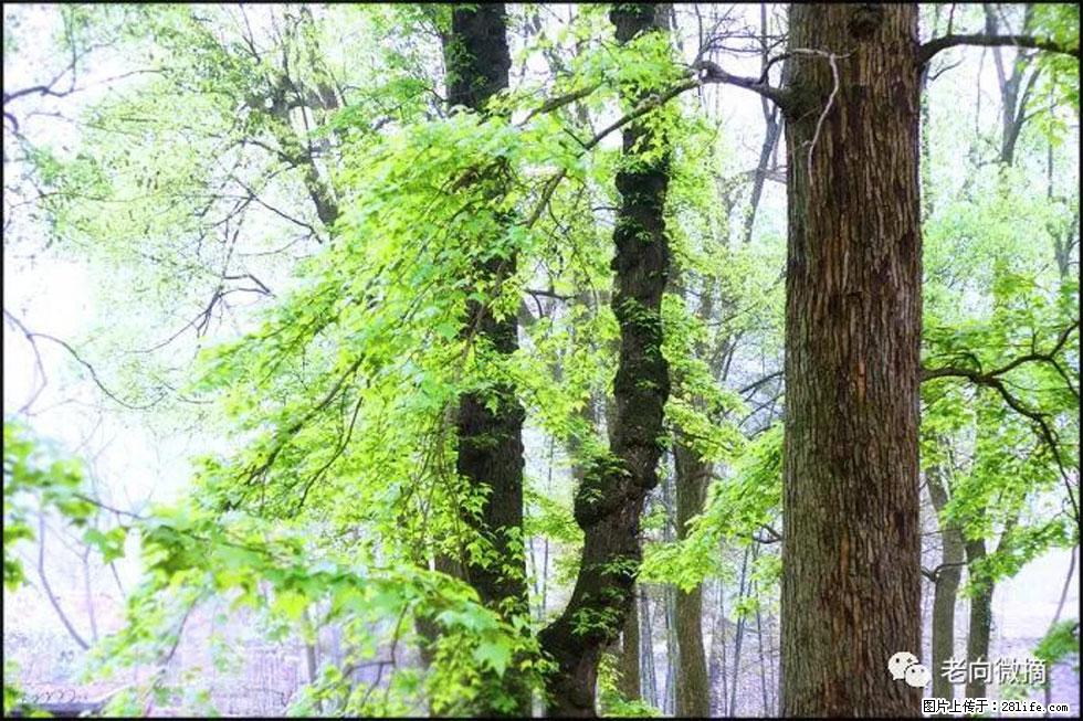【春天，广西桂林灌阳县向您发出邀请！】在小龙村与春天约会 - 游山玩水 - 自贡生活社区 - 自贡28生活网 zg.28life.net