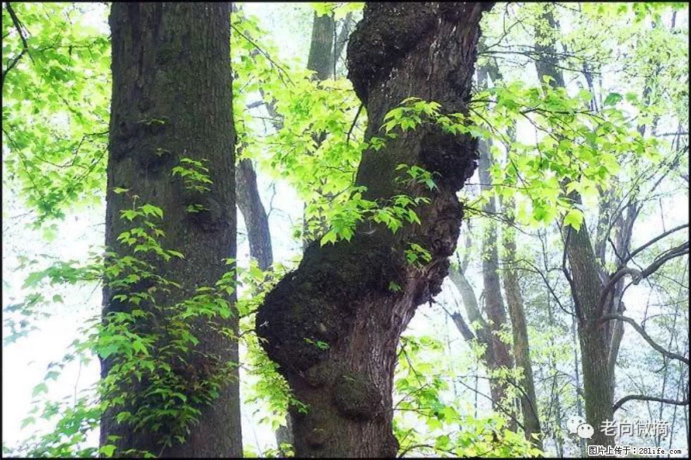 【春天，广西桂林灌阳县向您发出邀请！】在小龙村与春天约会 - 游山玩水 - 自贡生活社区 - 自贡28生活网 zg.28life.net