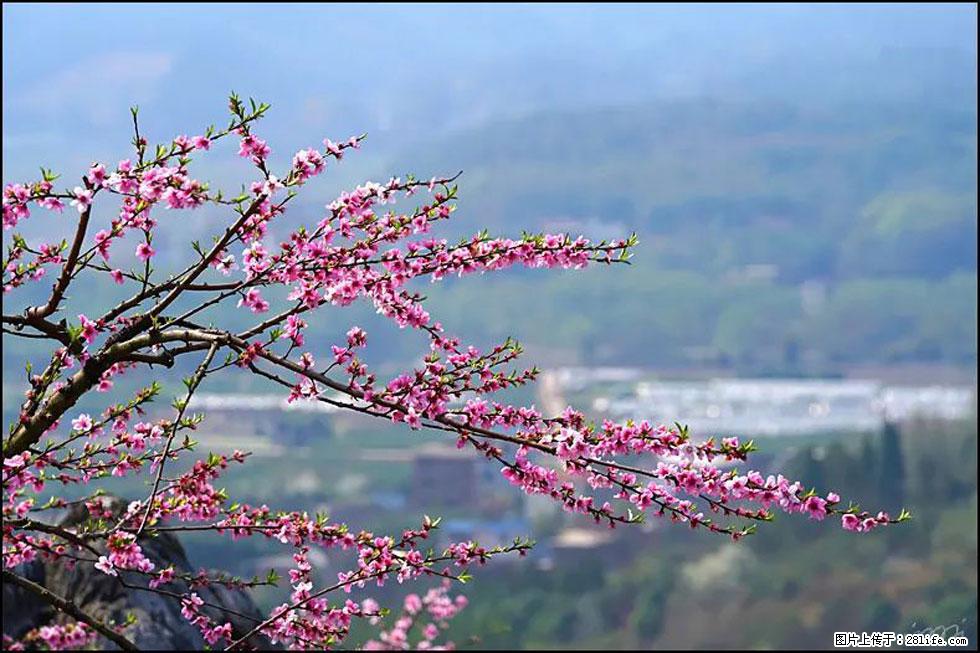 【春天,广西桂林灌阳县向您发出邀请!】望月岭上桃花开 - 游山玩水 - 自贡生活社区 - 自贡28生活网 zg.28life.net