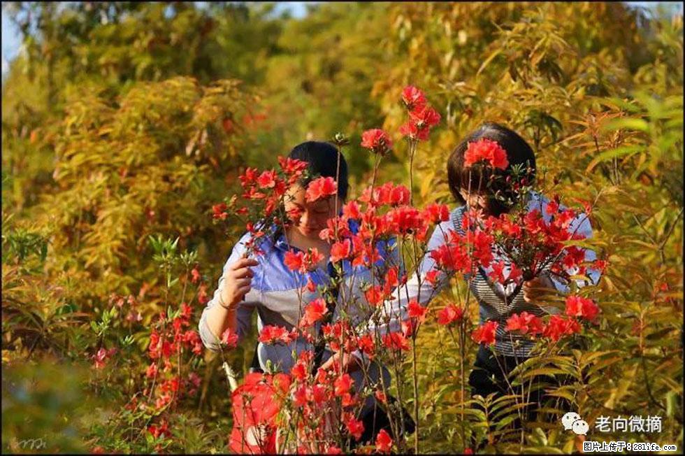 【春天,广西桂林灌阳县向您发出邀请!】登麒麟山,相约映山红 - 游山玩水 - 自贡生活社区 - 自贡28生活网 zg.28life.net
