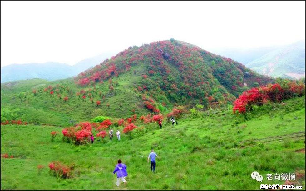 【春天,广西桂林灌阳县向您发出邀请!】宝盖山上映山红 - 游山玩水 - 自贡生活社区 - 自贡28生活网 zg.28life.net