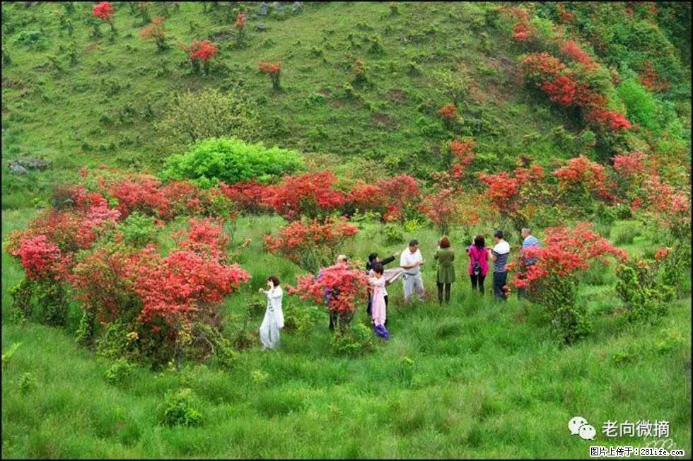 【春天,广西桂林灌阳县向您发出邀请!】宝盖山上映山红 - 游山玩水 - 自贡生活社区 - 自贡28生活网 zg.28life.net
