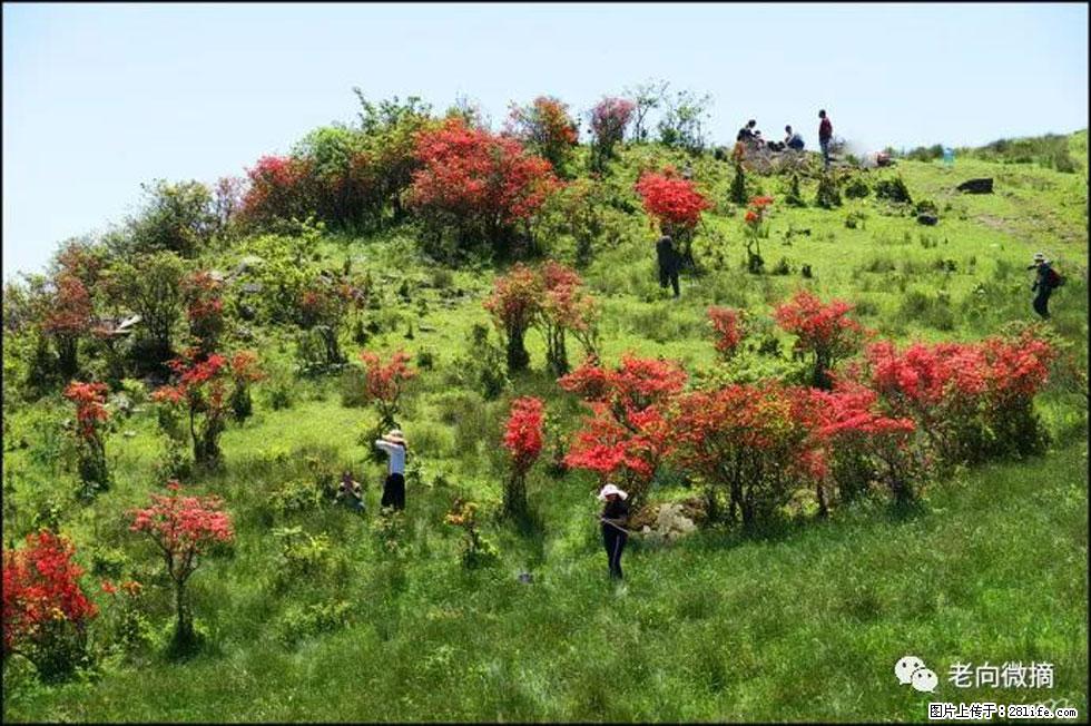 【春天,广西桂林灌阳县向您发出邀请!】宝盖山上映山红 - 游山玩水 - 自贡生活社区 - 自贡28生活网 zg.28life.net