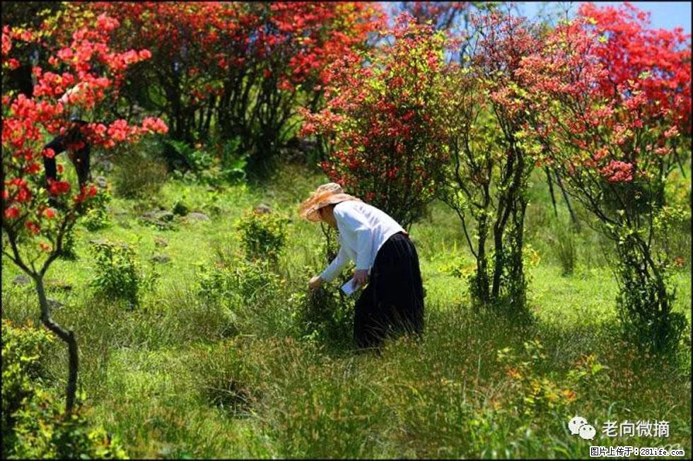 【春天,广西桂林灌阳县向您发出邀请!】宝盖山上映山红 - 游山玩水 - 自贡生活社区 - 自贡28生活网 zg.28life.net