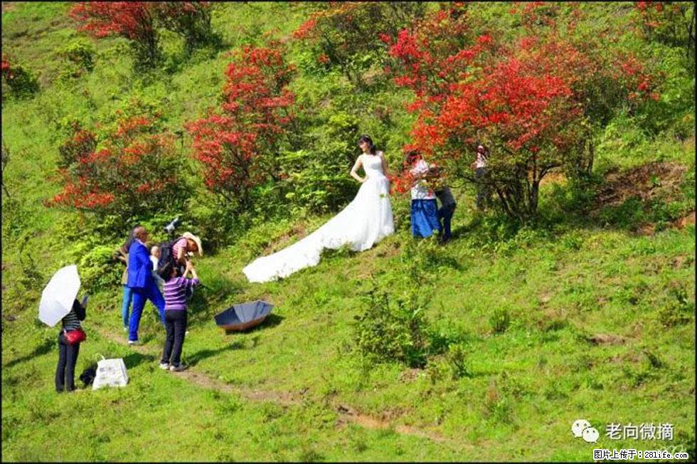 【春天,广西桂林灌阳县向您发出邀请!】宝盖山上映山红 - 游山玩水 - 自贡生活社区 - 自贡28生活网 zg.28life.net
