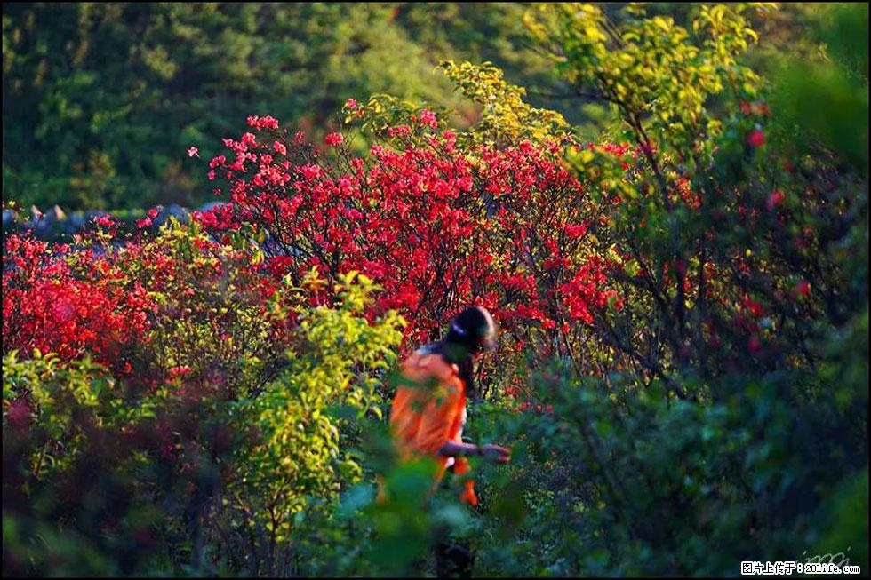 【春天,广西桂林灌阳县向您发出邀请!】春木界上映山红 - 游山玩水 - 自贡生活社区 - 自贡28生活网 zg.28life.net