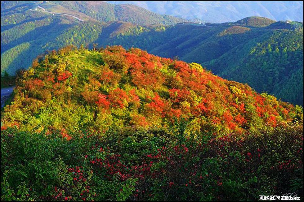 【春天,广西桂林灌阳县向您发出邀请!】春木界上映山红 - 游山玩水 - 自贡生活社区 - 自贡28生活网 zg.28life.net