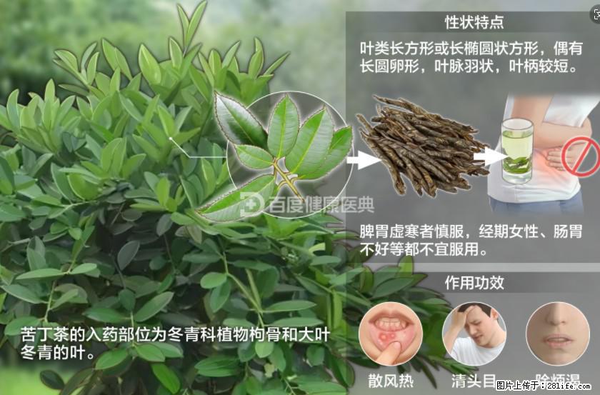 苦丁茶有哪些功效和作用 - 生活百科 - 自贡生活社区 - 自贡28生活网 zg.28life.net