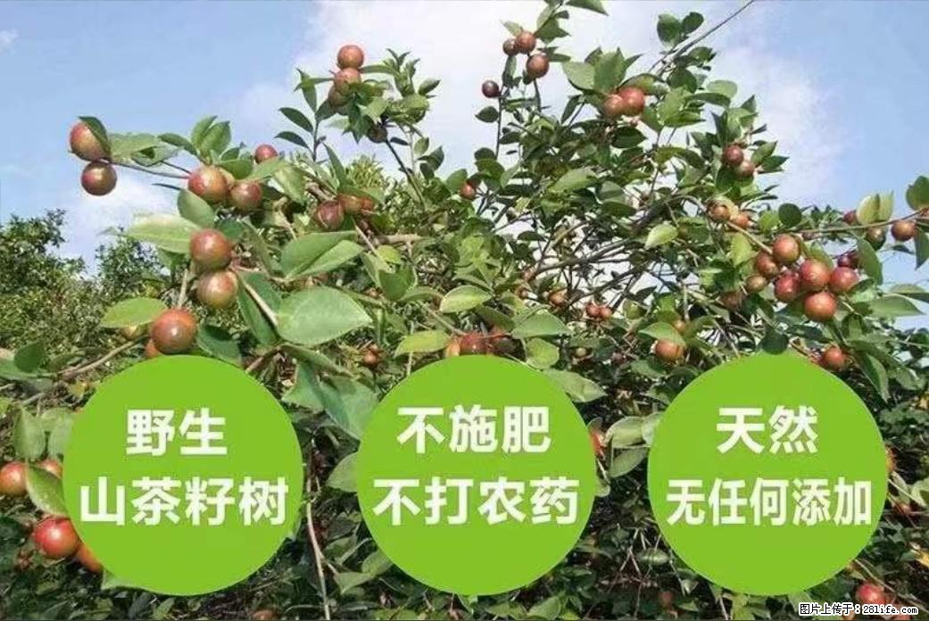 【灌阳县油茶产业示范区】一个有着充实的精神生活的人，对待身外之物自会有一种淡泊的态度 - 土特产 - 饮食特产 - 自贡分类信息 - 自贡28生活网 zg.28life.net