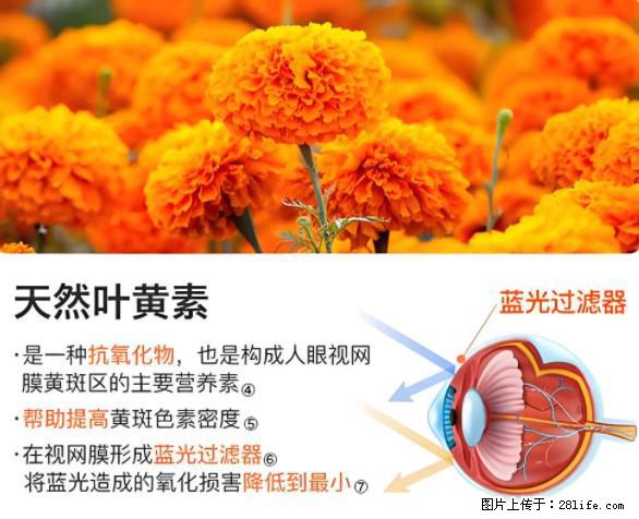 叶黄素有什么功效和作用 - 生活百科 - 自贡生活社区 - 自贡28生活网 zg.28life.net