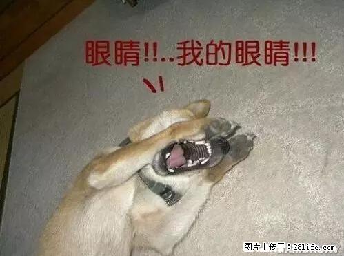 笑癫了！一女的怀孕三年未生，他终于忍不住了... - 娱乐八卦 - 自贡生活社区 - 自贡28生活网 zg.28life.net
