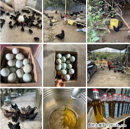 油茶园从小鸡仔开始养起的纯土鸡、土鸡蛋可以预定啦！还有前几天刚榨的纯山茶油哦 - 美食天地 - 自贡生活社区 - 自贡28生活网 zg.28life.net