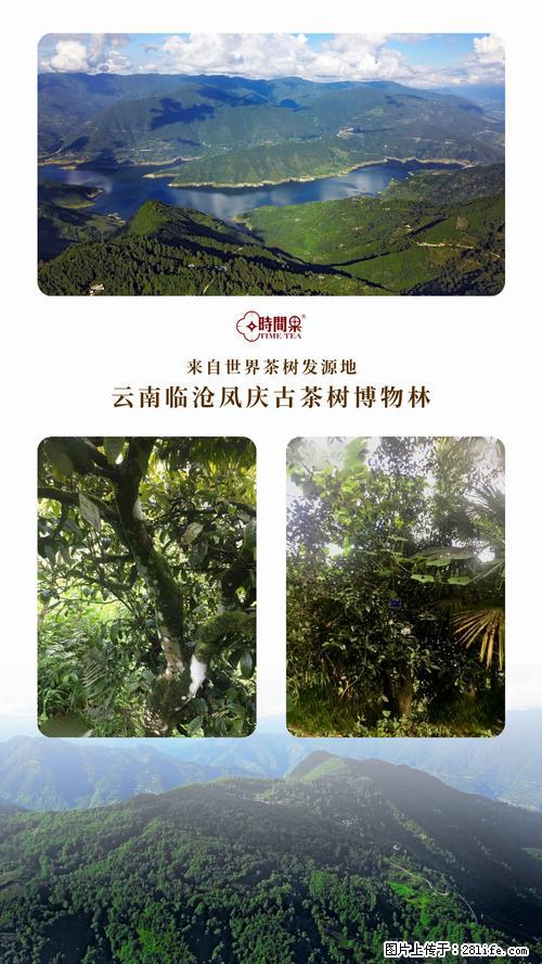 时间果百年古树2025年春红茶 - 购物交流 - 自贡生活社区 - 自贡28生活网 zg.28life.net