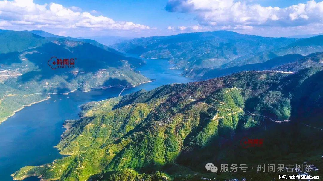 时间果百年古树龙珠普洱生茶 - 购物交流 - 自贡生活社区 - 自贡28生活网 zg.28life.net
