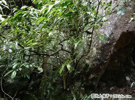 平乐石崖茶，珍贵仅次于金花茶 - 自贡生活资讯 - 自贡28生活网 zg.28life.net
