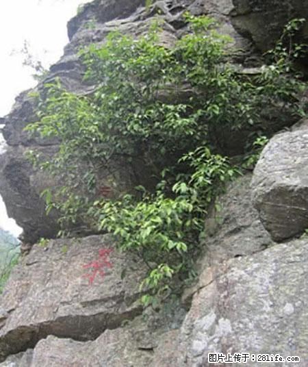 平乐石崖茶，珍贵仅次于金花茶 - 自贡生活资讯 - 自贡28生活网 zg.28life.net