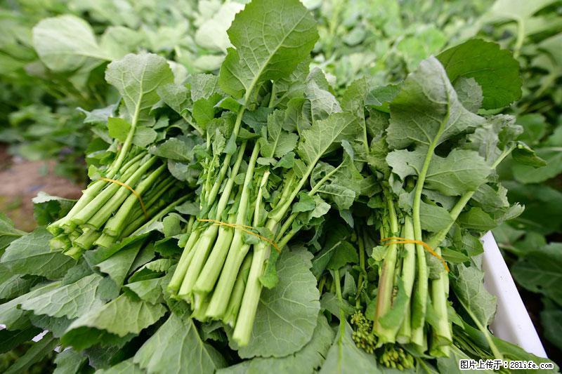 这些蔬菜是“天然钙片”，这6种被医生重点推荐 - 自贡生活资讯 - 自贡28生活网 zg.28life.net